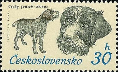 Bohemian Draadharige Pointer Griffon