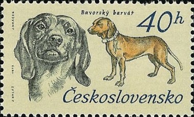 Bavarian Mountain Dog