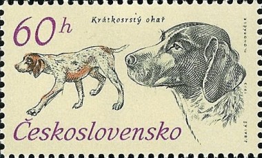 Duitse kortharige Pointer
