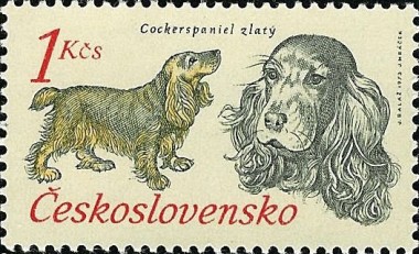 Cocker Spaniel