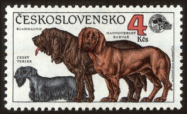 Czech Terrier