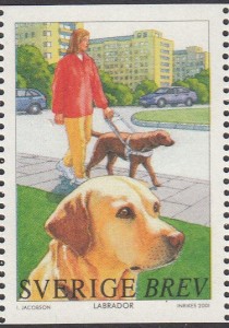 Labrador Retriever