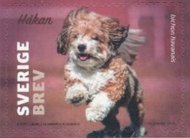 Bichon Havana