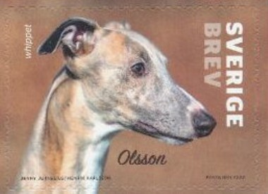 Whippet