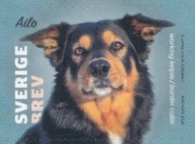 Kelpie / Border Collie mix