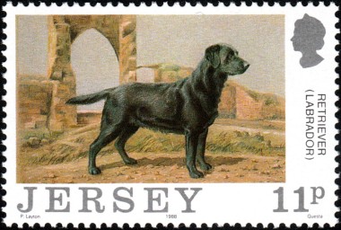 Labrador Retriever