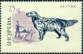 Engelse Setter