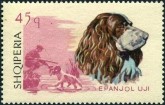 Engelse Springer Spaniel