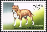 Pit Bull Terrier