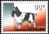 Amerikaanse Cocker Spaniel