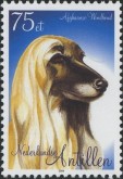 Afghaanse Windhond