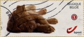 Pup