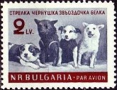 Ruimte Honden