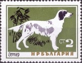 Engelse Setter