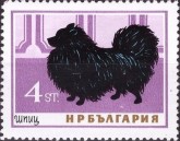 Spitz