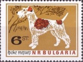 Fox Terrier