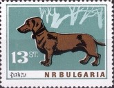 Dachshund