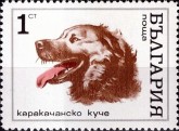 Karakachan Dog