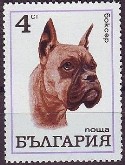 Boxer