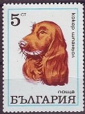 Cocker Spaniel