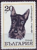 Schotse Terrier
