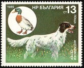 Engelse Setter