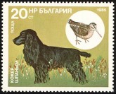Cocker Spaniel
