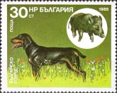 Bulgaarse Scenthound