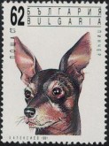 Dwerg Pinscher