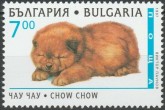 Chow-Chow
