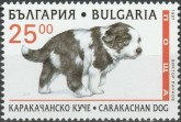Karakachan Dog