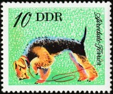 Airdale Terrier