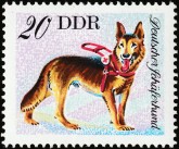 Duitse Herder