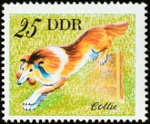 Schotse Collie