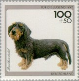 Dachshond