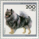 Keeshond