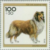 Schotse Collie