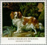 Cavelier King Charles Spaniel
