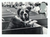 Boxer op hondenshow