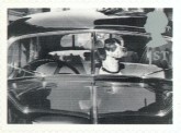 Hond in Auto