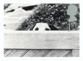 Hond achter hek