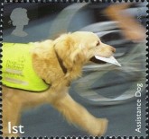 Assistentie Hond