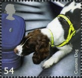 Gezelschaps Hond
