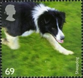 Sheepdog