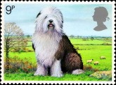Old English Sheepdog