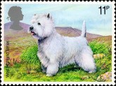 White Westhighland Terrier
