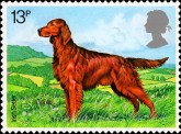 Ierse Setter