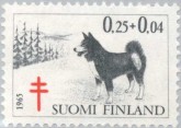 Karelian Beer Dog