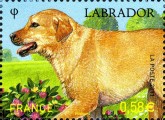 Labrador Retriever