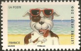 Hond met zonnebril